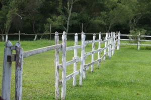 white fence -- grass is always greener on the other side