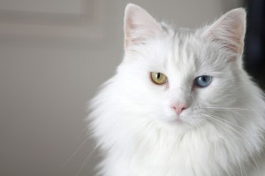 Bertrum, the yellow and blue eyed white cat