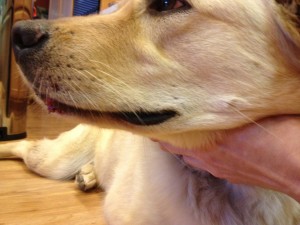 Yellow dog with cut lip