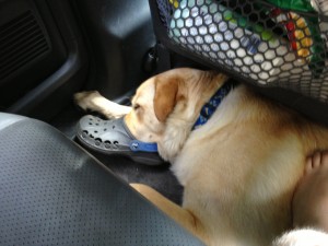 Yellow dog sleeping in car with nose in Croc